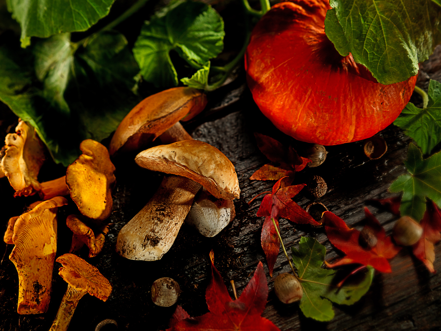 different colored mushrooms on dark wood with green leaves   — Studio 3, Inc.