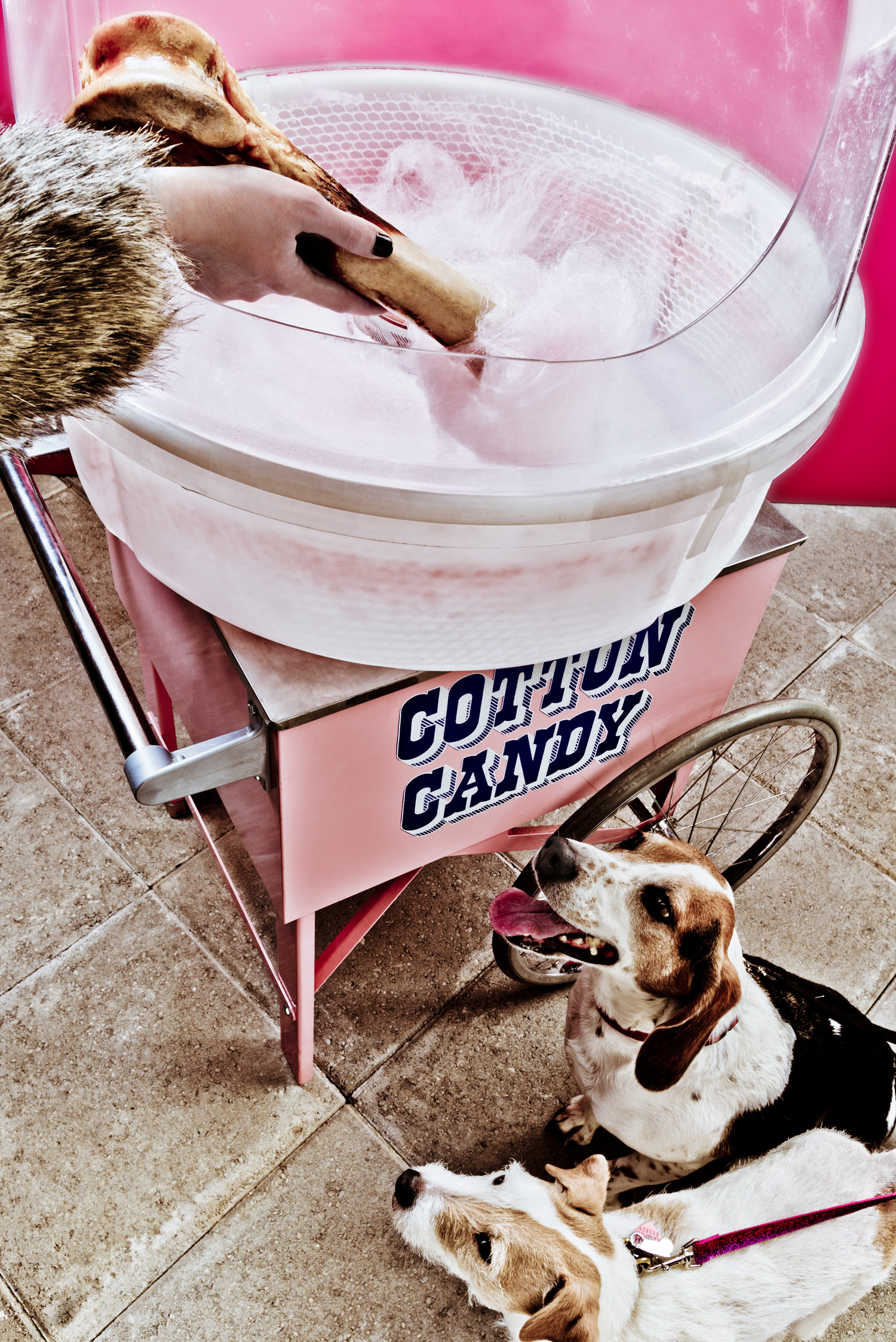 cotton candy dog bone  — Studio 3, Inc.