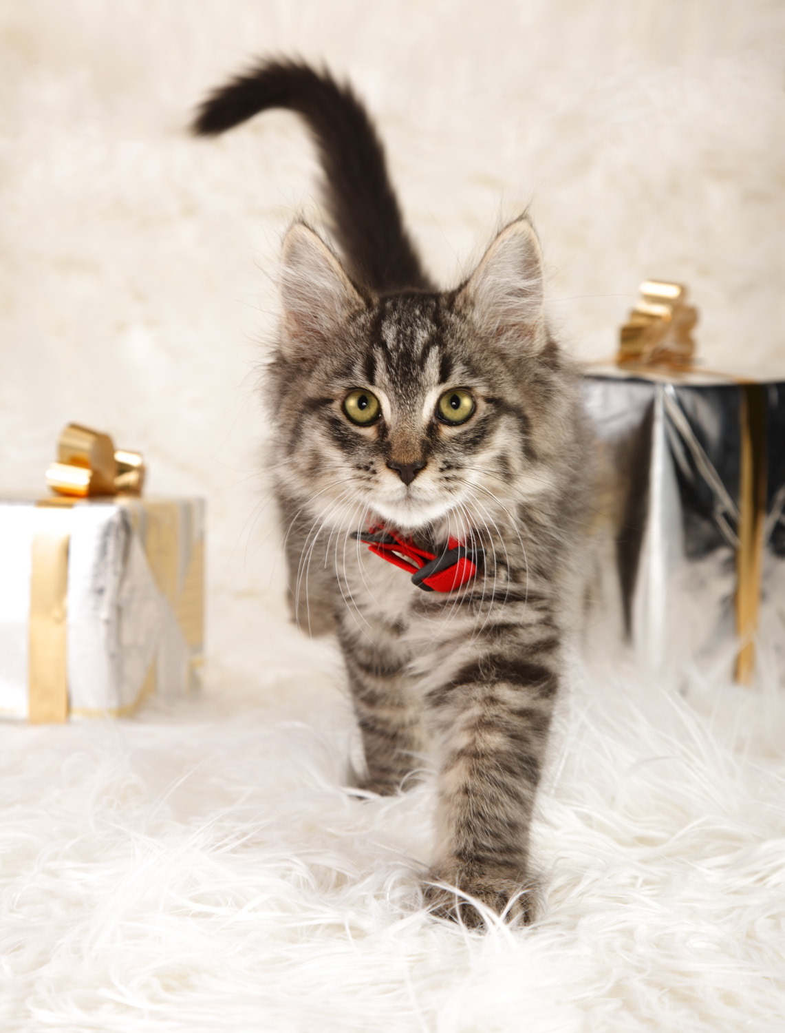 Christmas Kitty  — Studio 3, Inc.